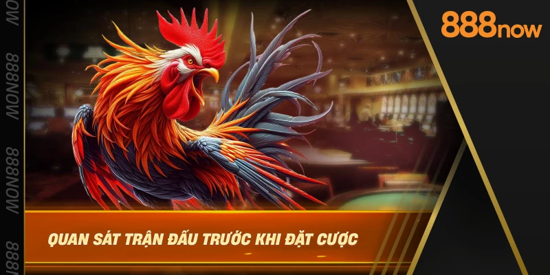 quan-sat-tran-dau-truoc-khi-dat-cuoc